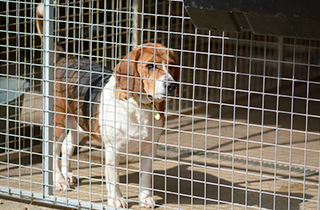 Dog Kennel | All American Pet Resort - Royal Oak | Birmingham, MI | (248) 554-0100