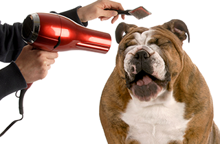Pet Grooming | All American Pet Resort - Royal Oak | Birmingham, MI | (248) 554-0100