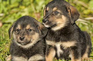 Doggy Day Care | All American Pet Resort - Royal Oak | Birmingham, MI | (248) 554-0100
