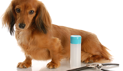 All American Pet Resort - Royal Oak | Birmingham, MI | (248) 554-0100