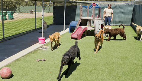 Doggy Day Care | All American Pet Resort - Royal Oak | Birmingham, MI | (248) 554-0100